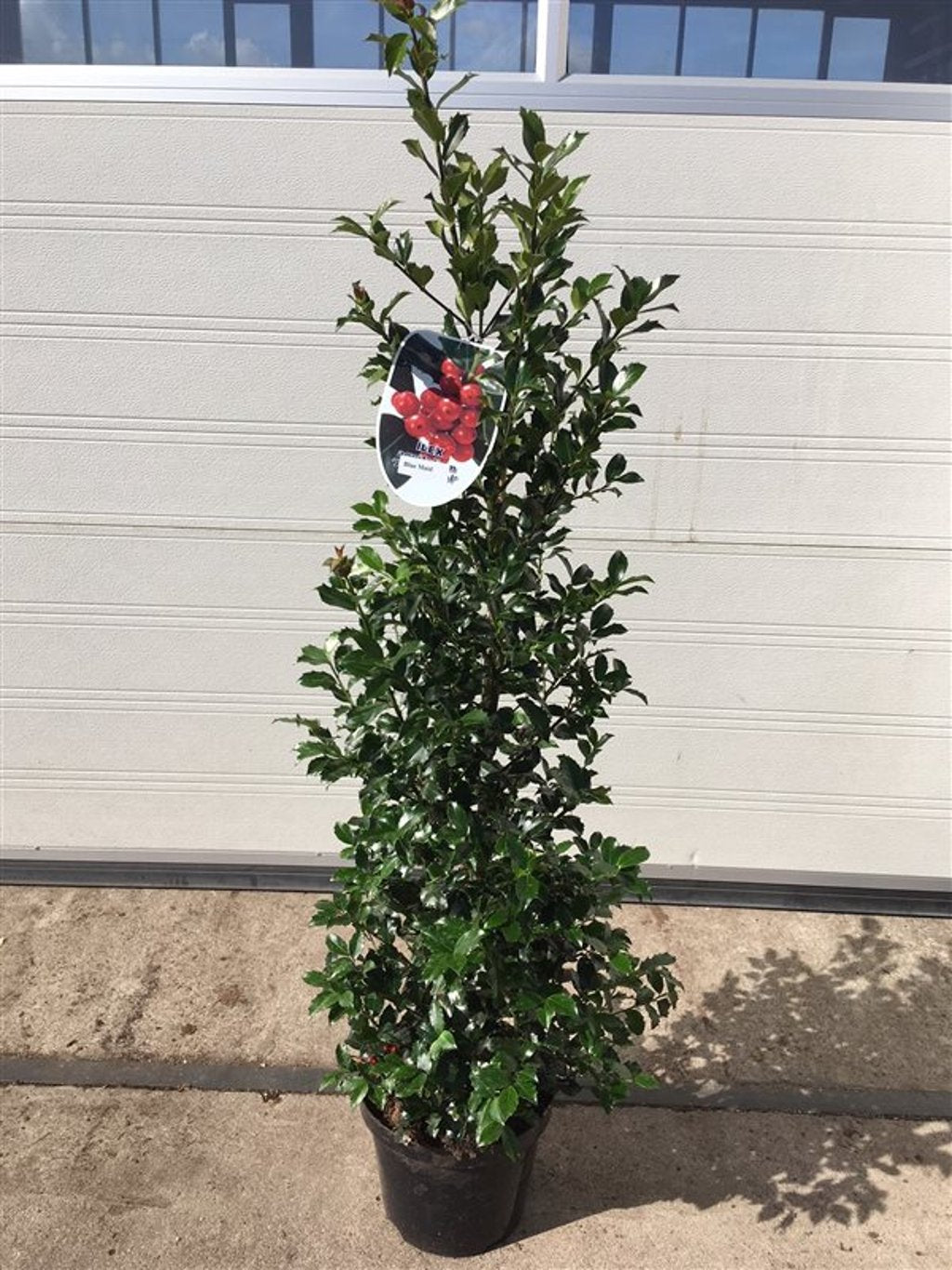 Ilex meserv. 'Blue Maid' - C7.5 60-80 CM